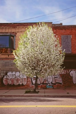 The Greening of Detroit In contrast to the city’s shortage of trees, there is an abundance of vacant land—about 20 miles of it, meaning there is plenty of room for more trees, prairies, urban farms, and pocket parks. The Greening of Detroit plants 6,000 to 7,000 new trees per year in parks, school yards, and along neighborhood streets in Detroit to restore the city’s canopy.