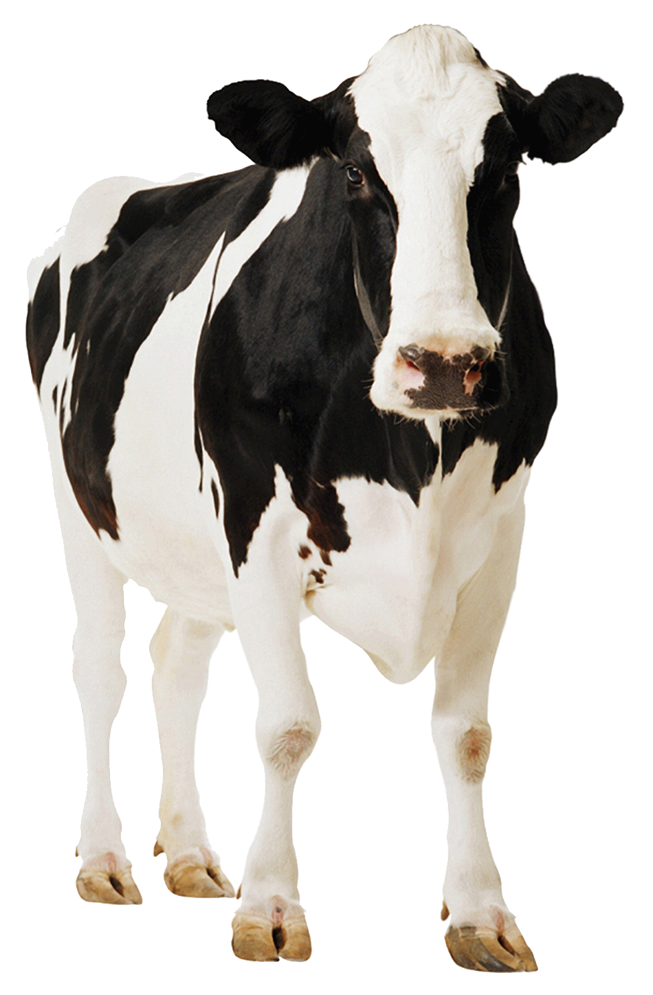 Entrematic cow