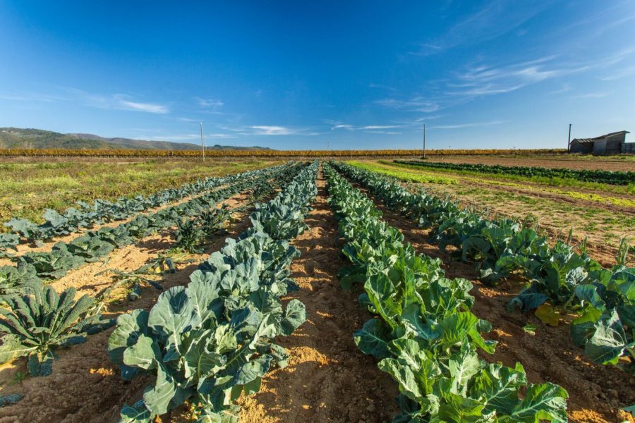 Orto Biologico Il Borro