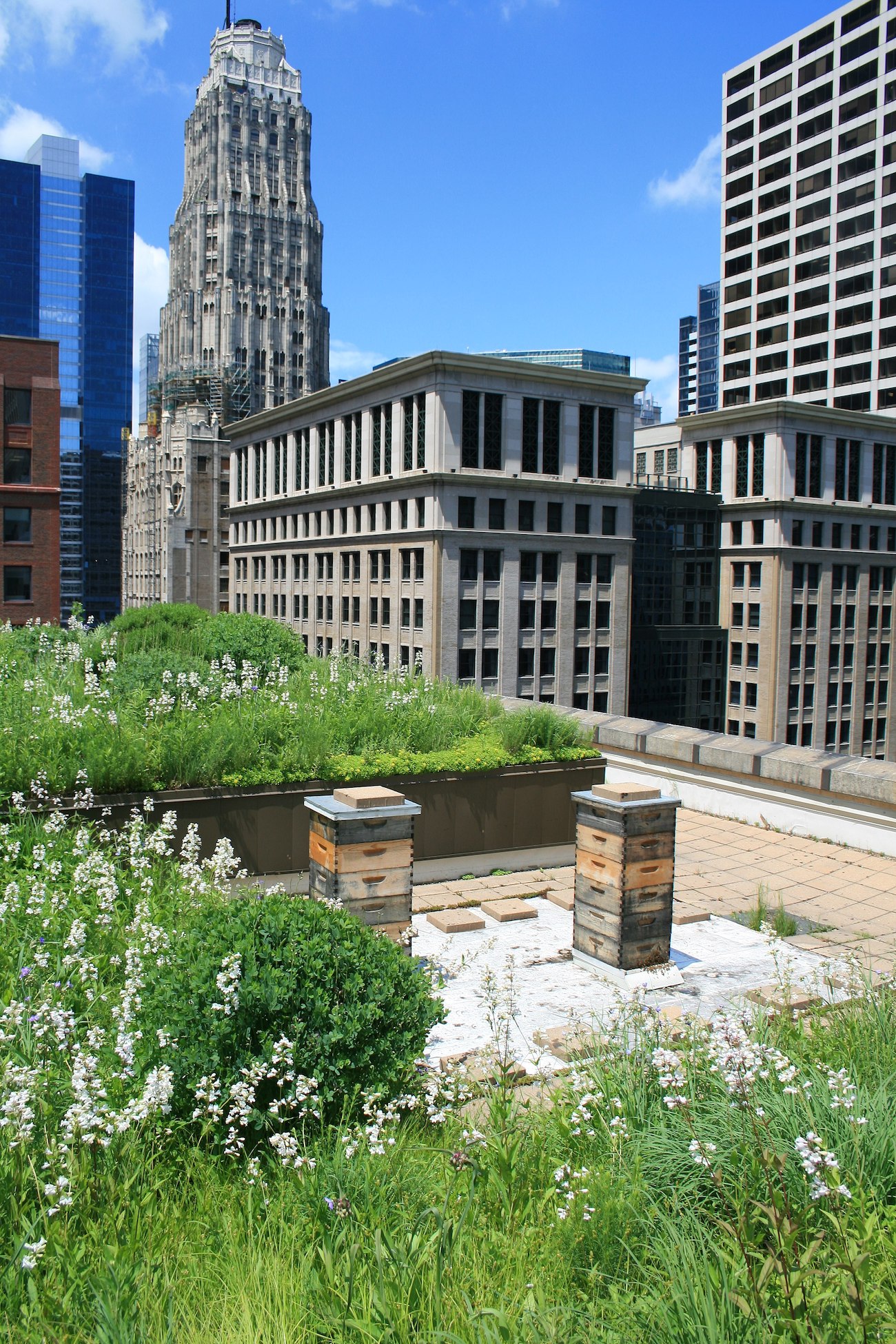 Chicago city hall green roof Sandra Henry