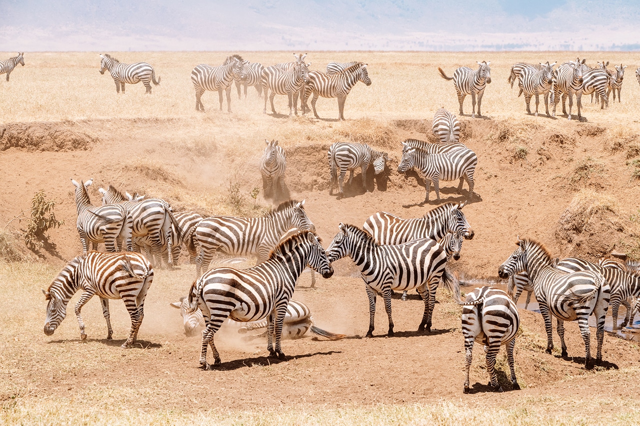 Conserving Tanzania: A luxury venture into the Serengeti