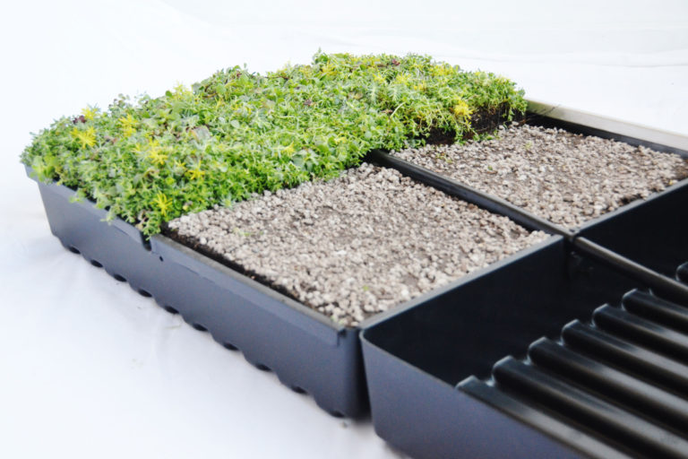 How Modular Plant Trays Simplify Green Roof Design gb&d