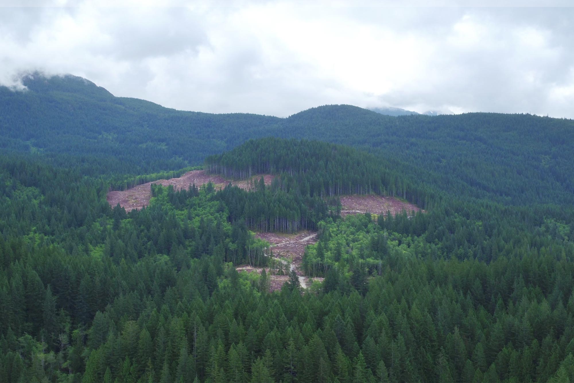How Western Forest Products is Mitigating Climate Change Through Responsible Forestry Practices