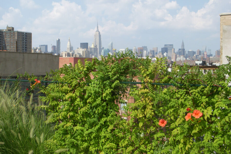 green infrastructure policies penthouse