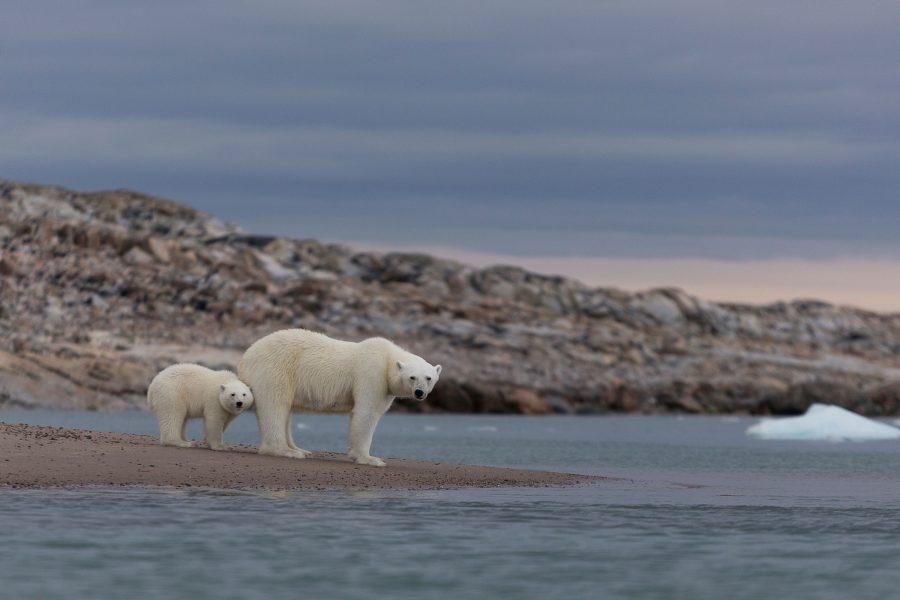 svalbard-bears-008935_Sophie-Cordon_Visit-Svalbard-(1)