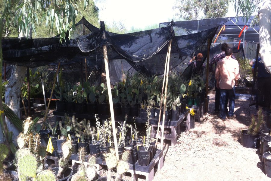 Phoenix Desert Botanical Garden shanty
